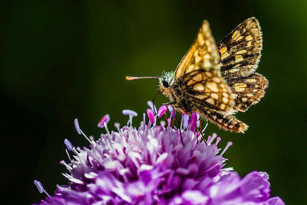 new cut as suggested by the master Marini