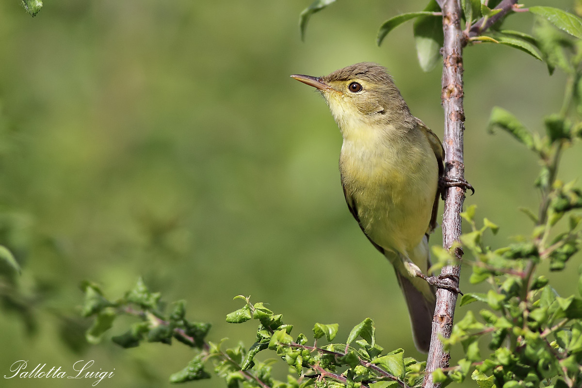 Canapino (Hippolais polyglotta)