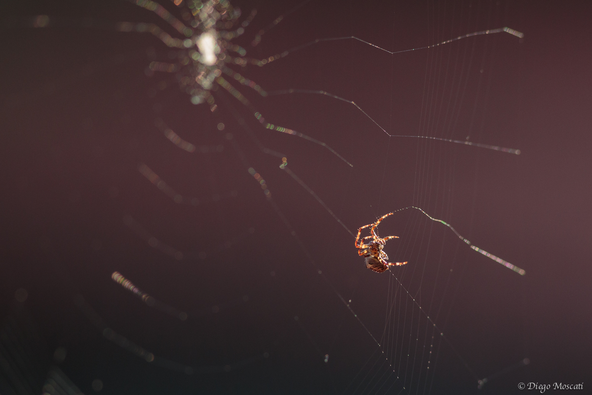 spider on the net again