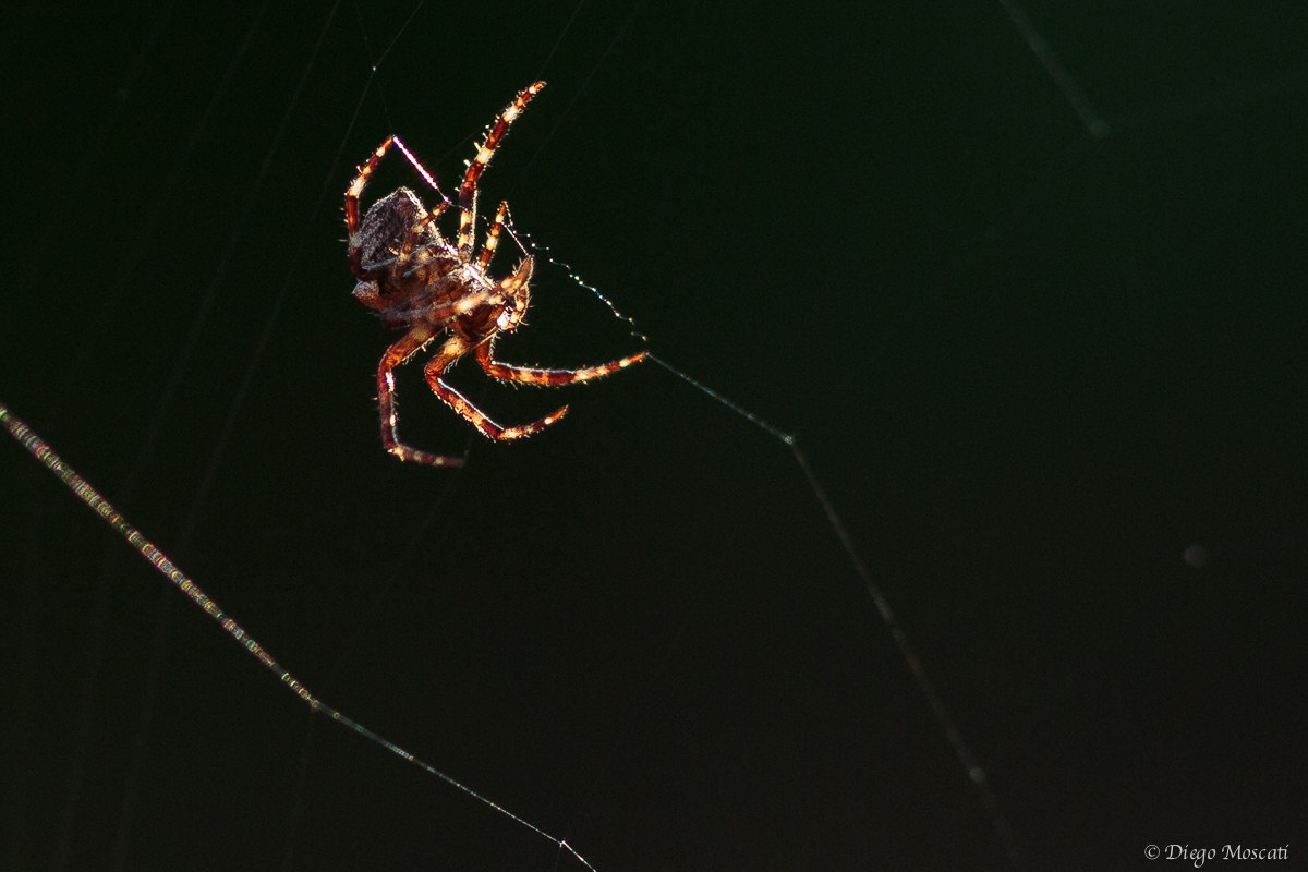 spider in the dark