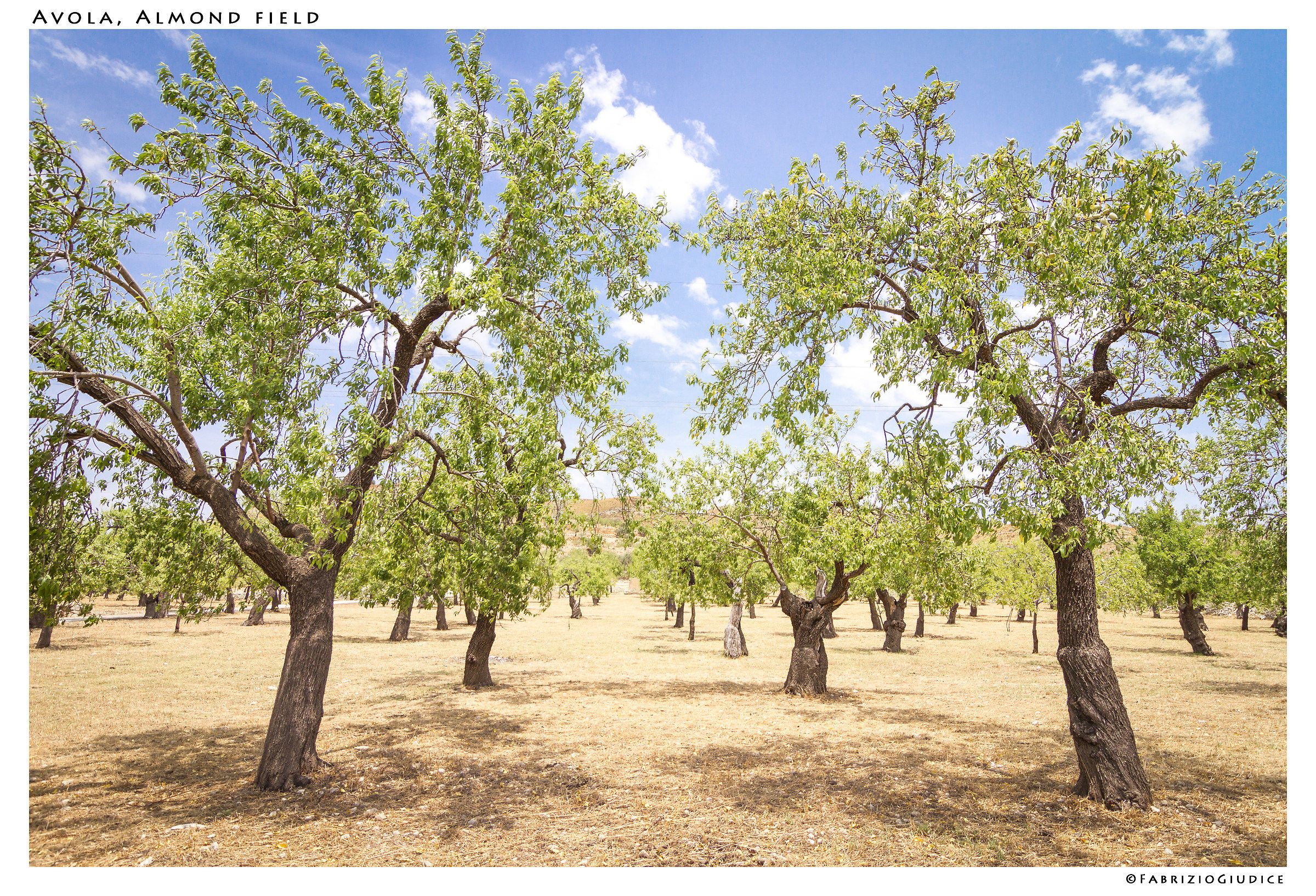 Avola Almond field
