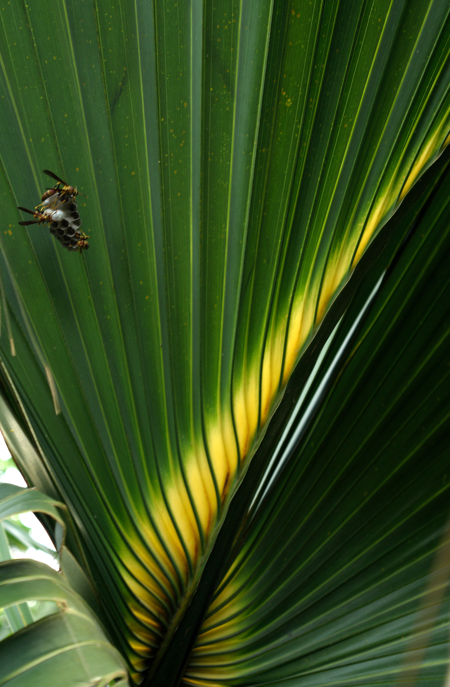 Composizione con vespe