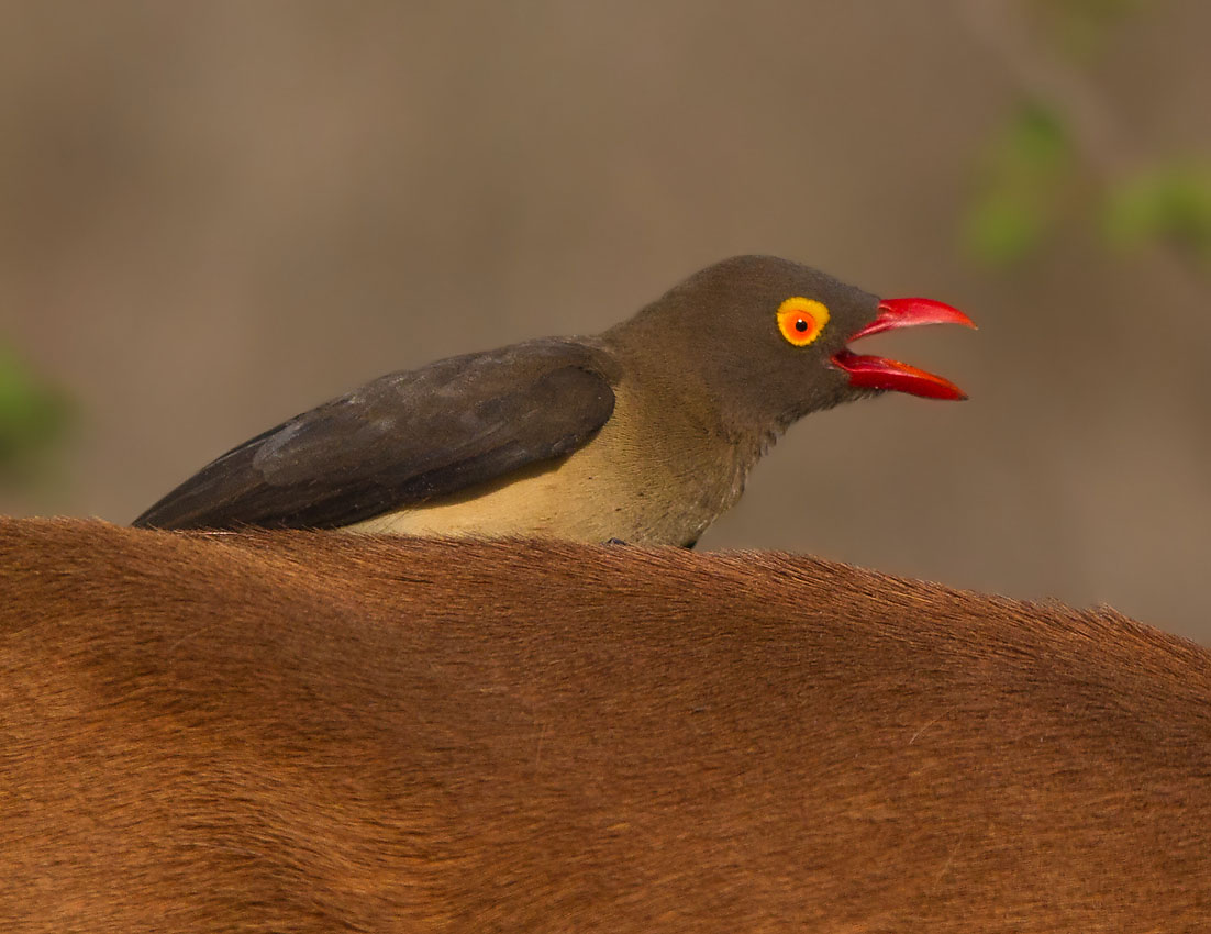 Redbilled Oxpecker