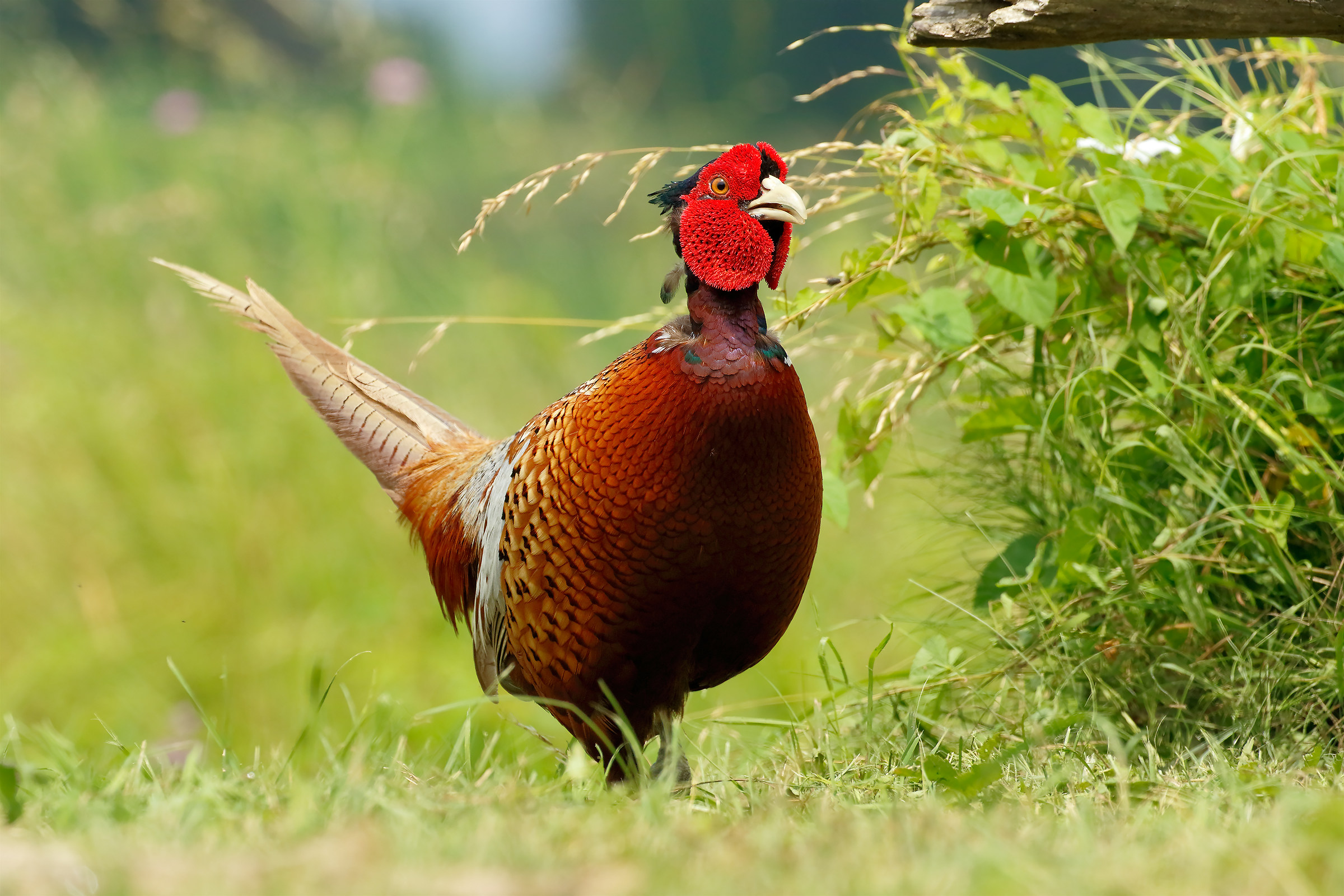 Pheasant