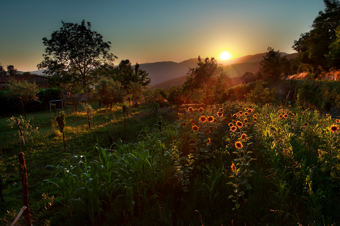 campetto di girasoli