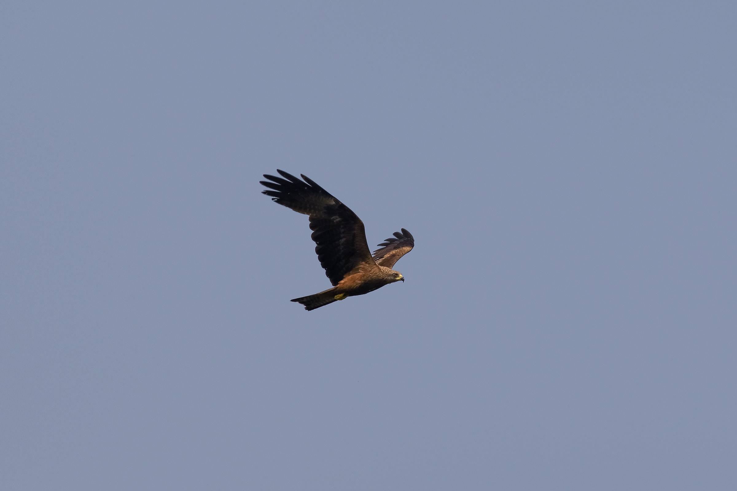 Red Kite in Flight