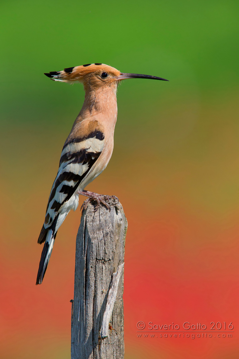 Hoopoe and poppies