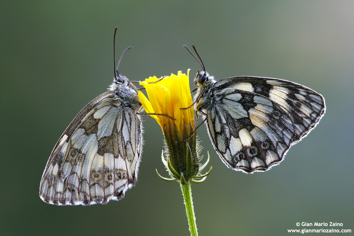 Melanargia galathea