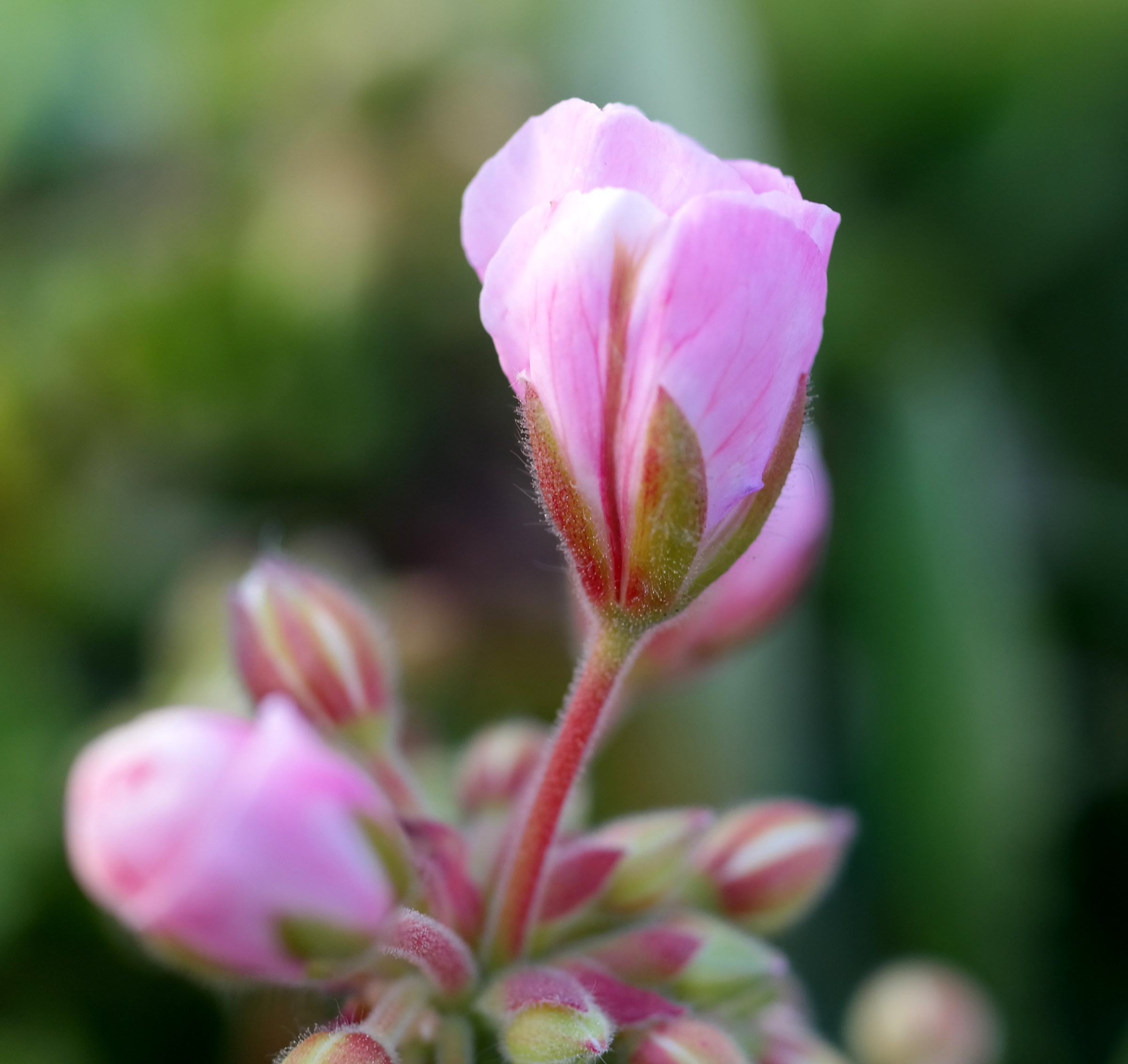 Buds of geranium