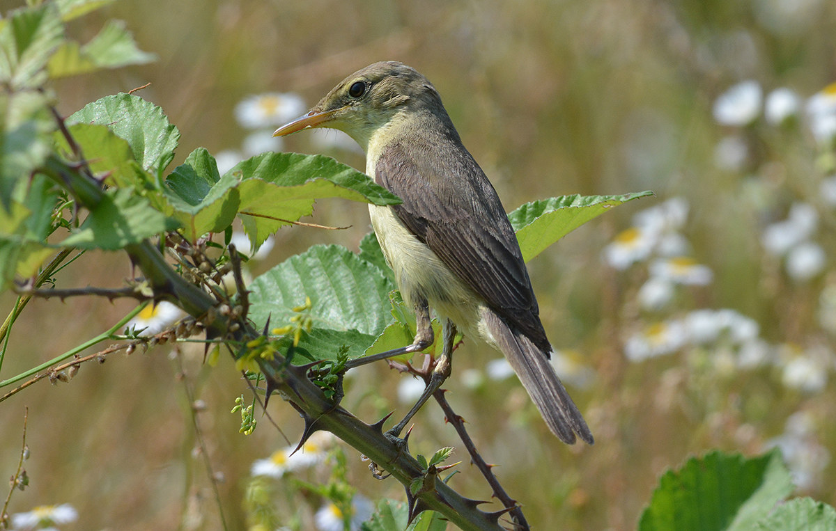 Cana & pino una coppia di invisibili molto canori