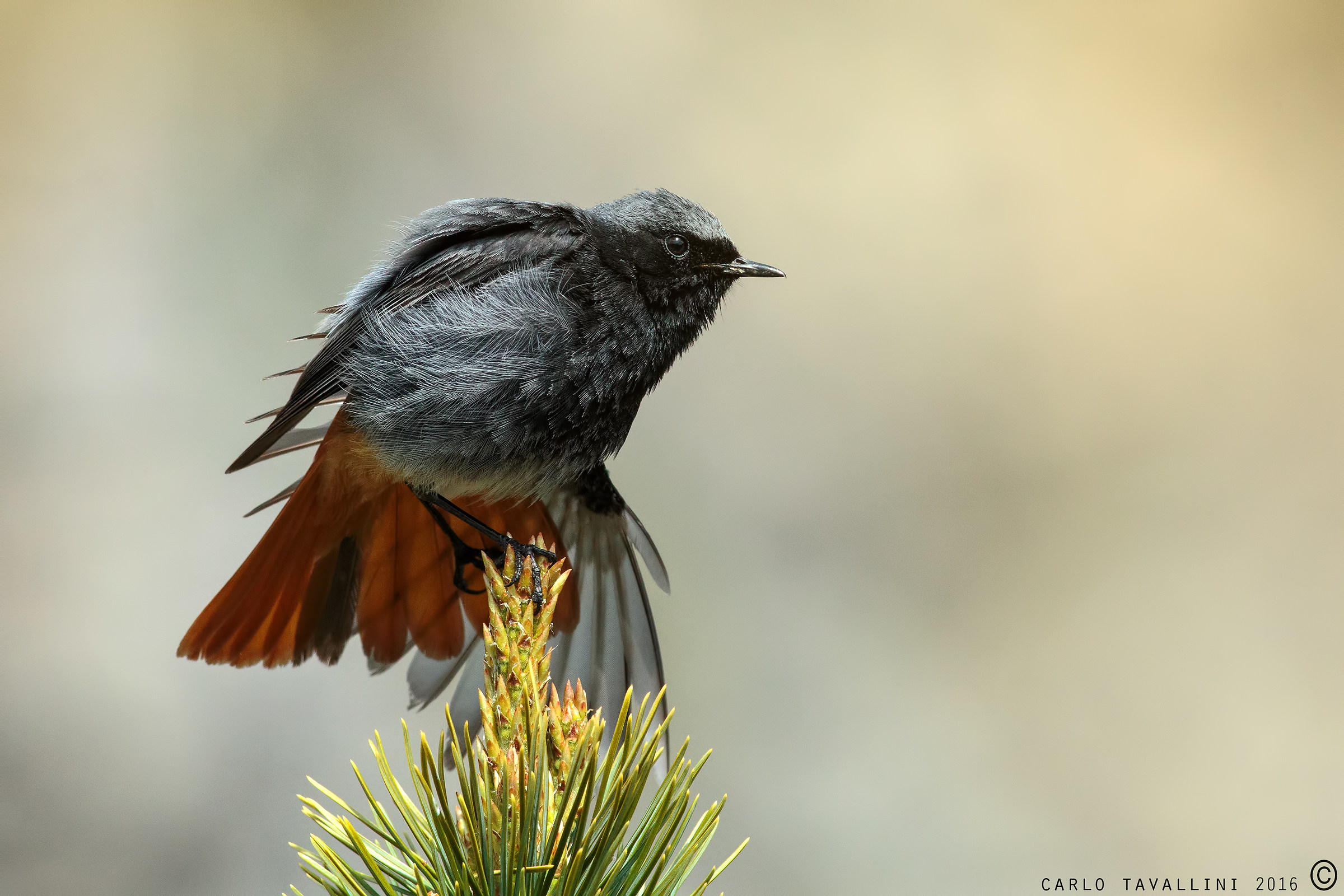 Spazzacamino in strecking