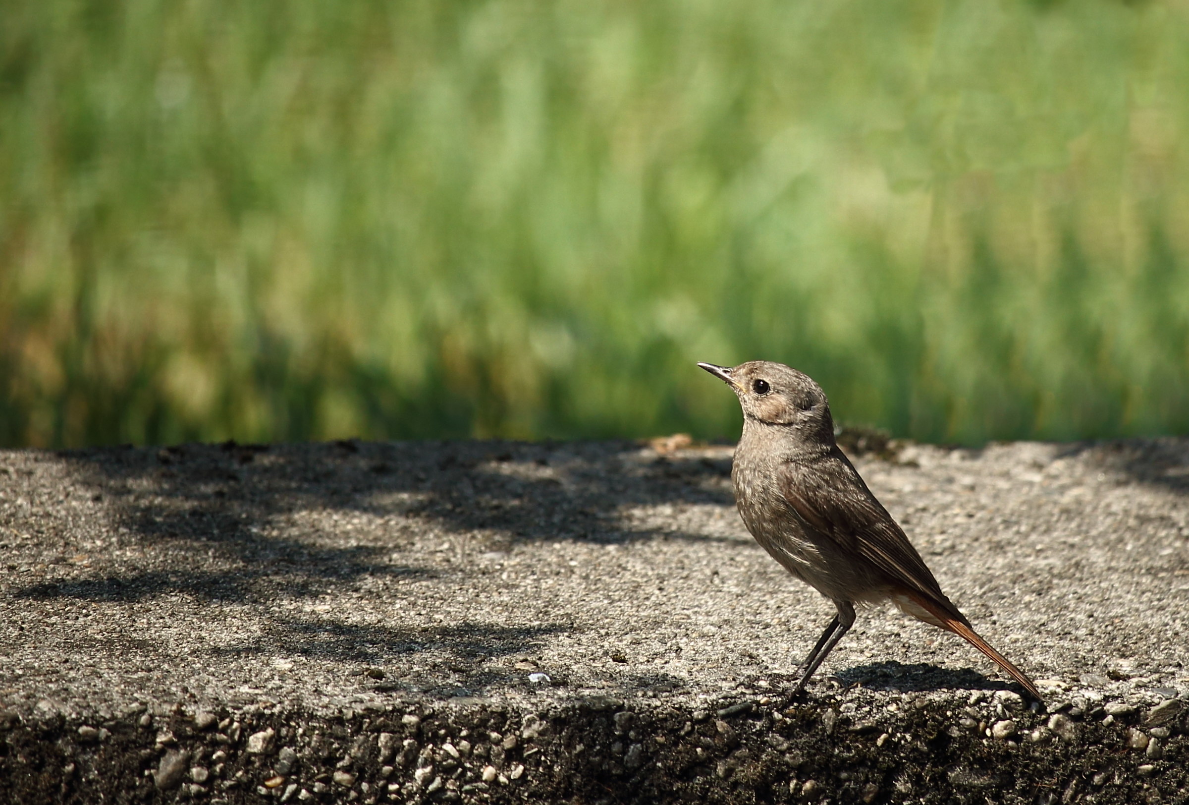 Female redstart