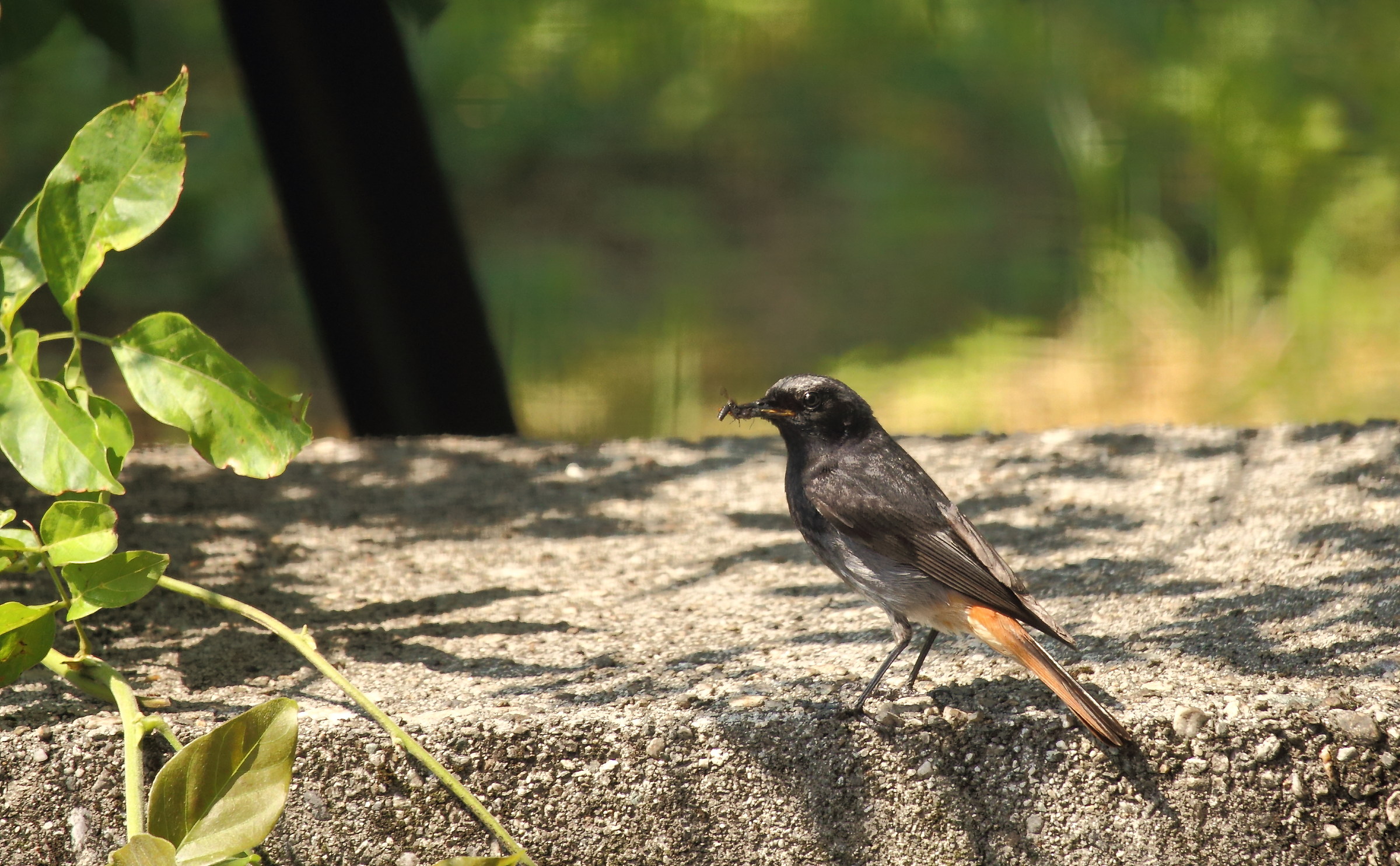 of male redstart