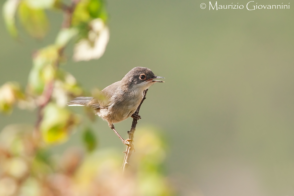 Femmina di Occhiocotto