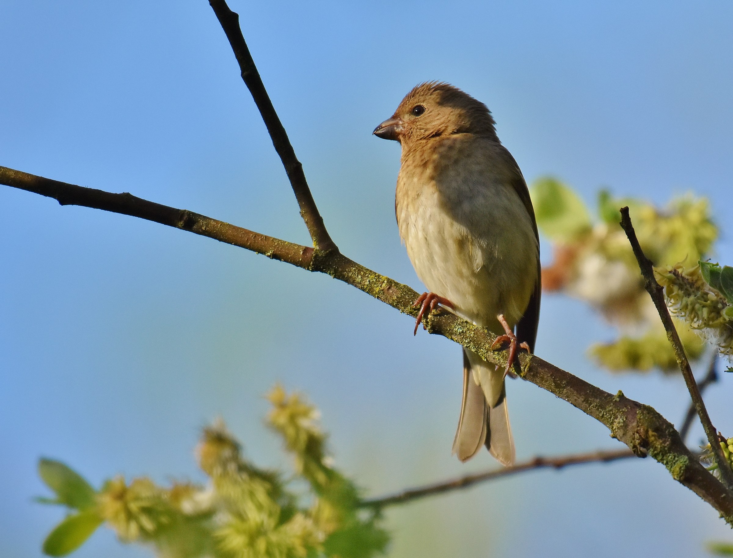 The Rosefinch juv.