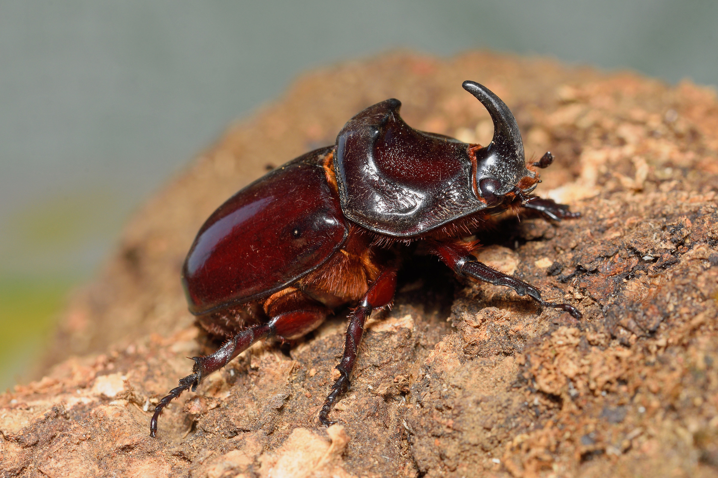 rhinoceros beetle