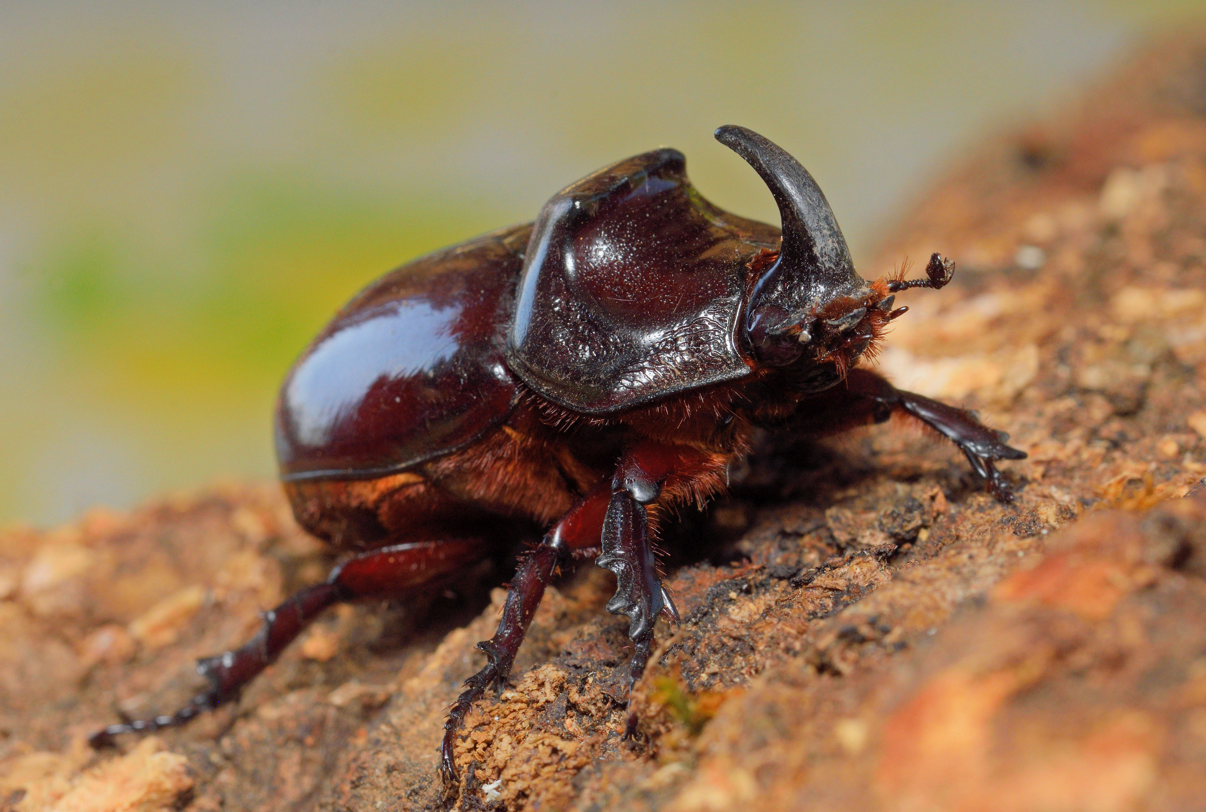 rhinoceros beetle
