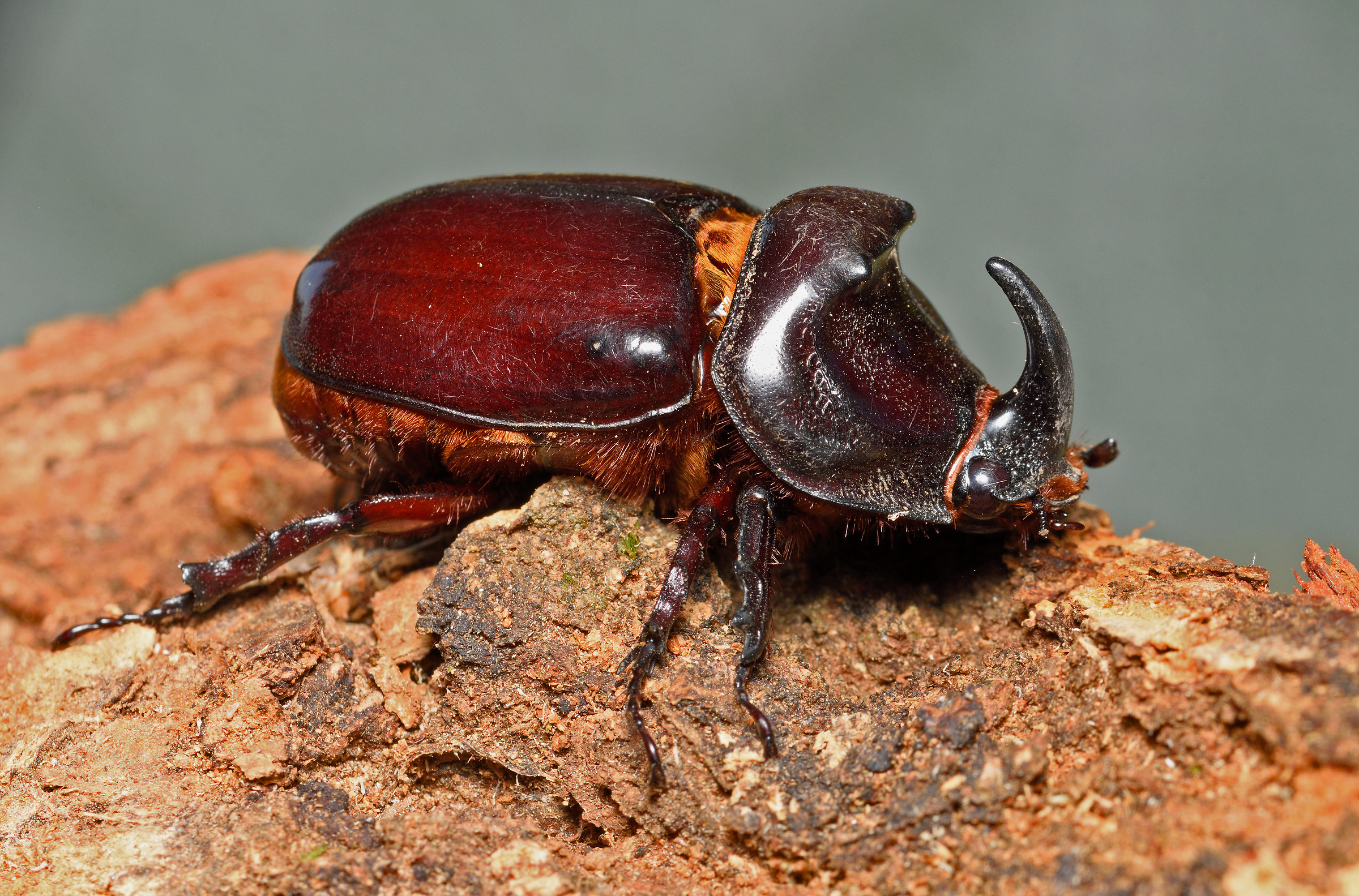 rhinoceros beetle