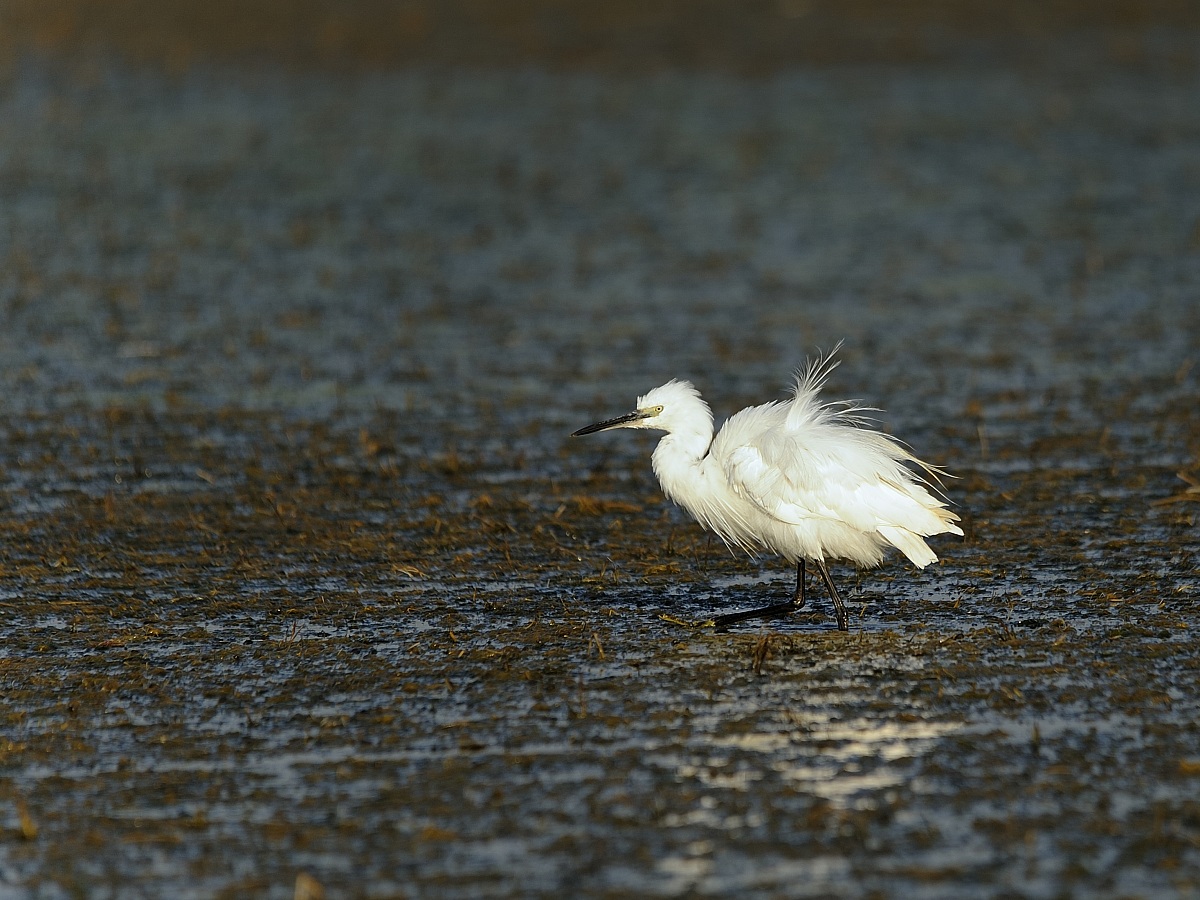 Egret Punk