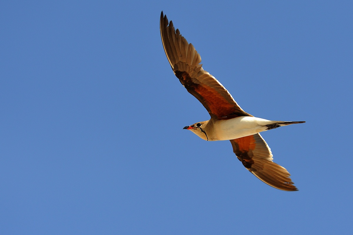 Pernice di mare-Glareola pratincola