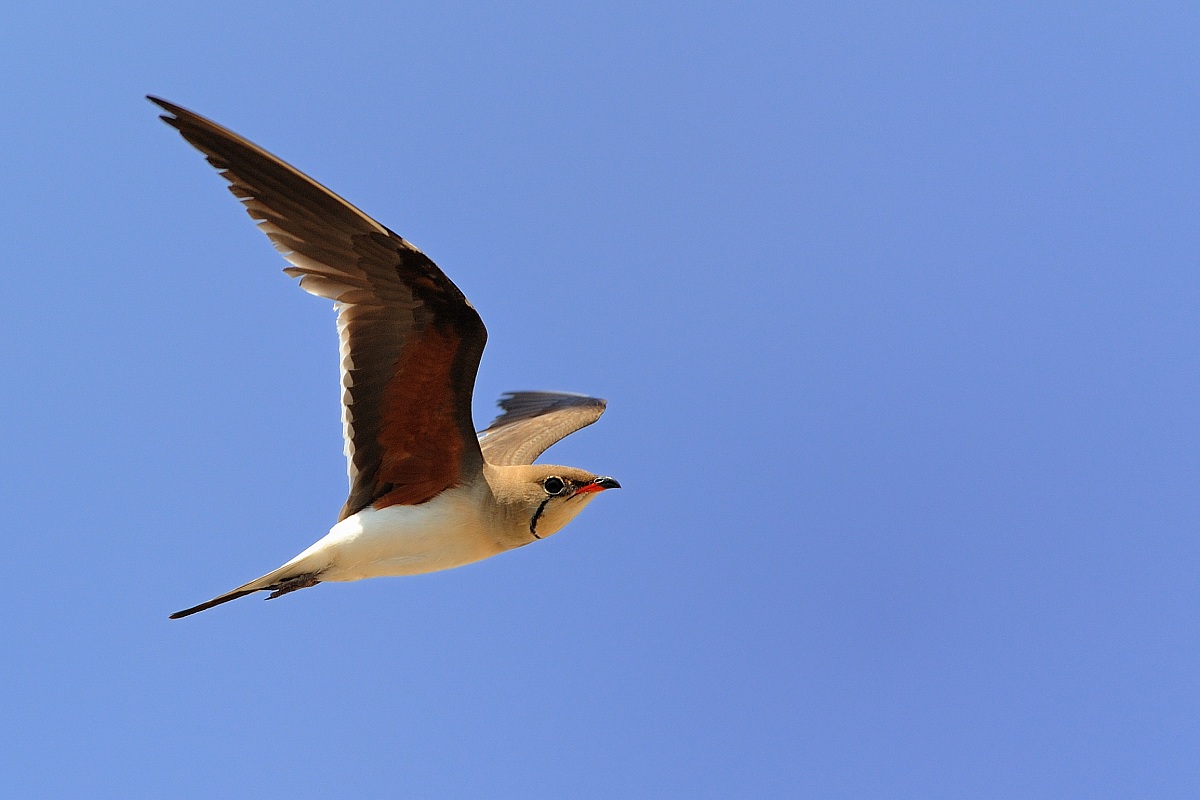 Pernice di mare-Glareola pratincola