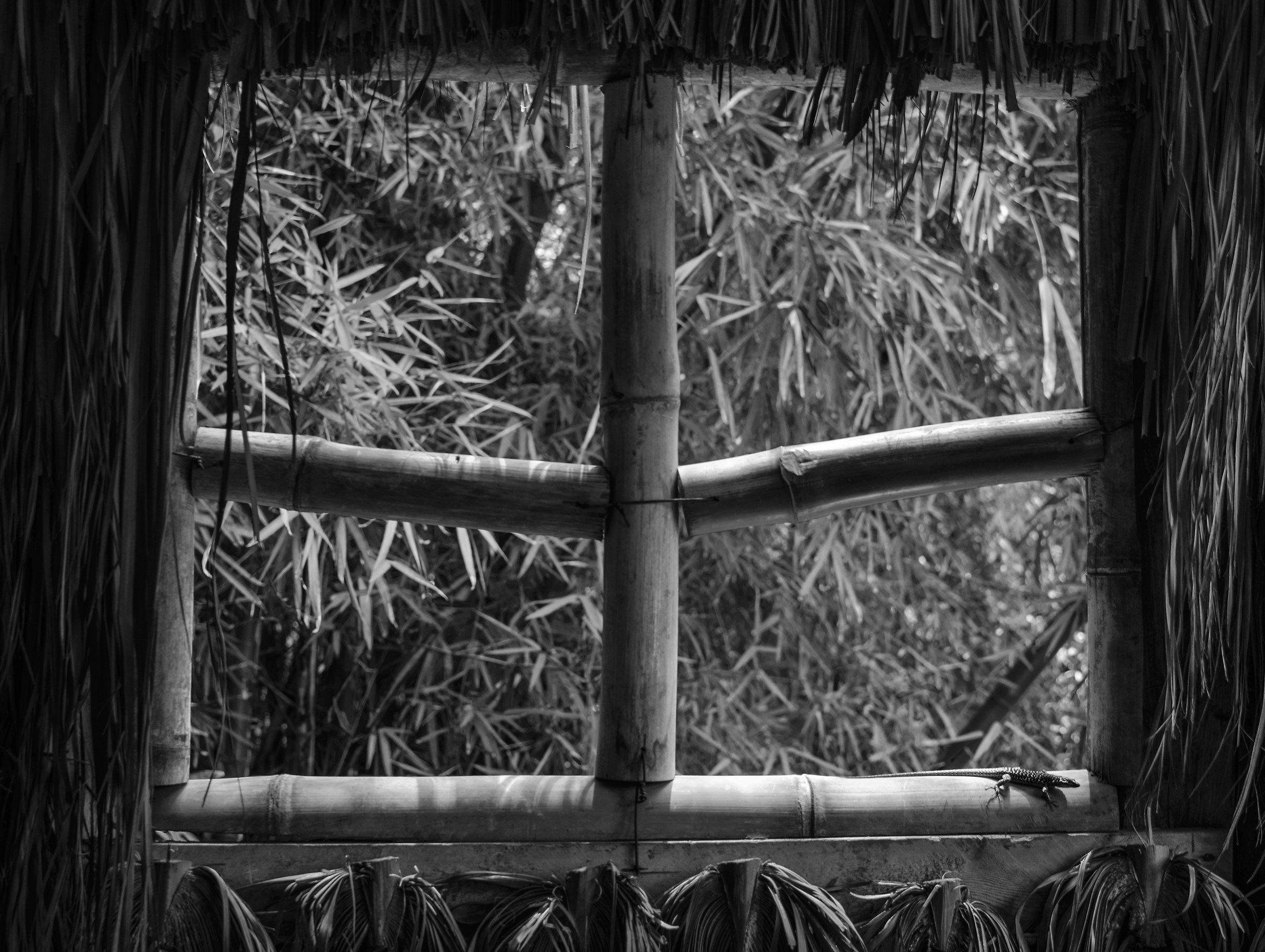 A window in the Palermo Jungle