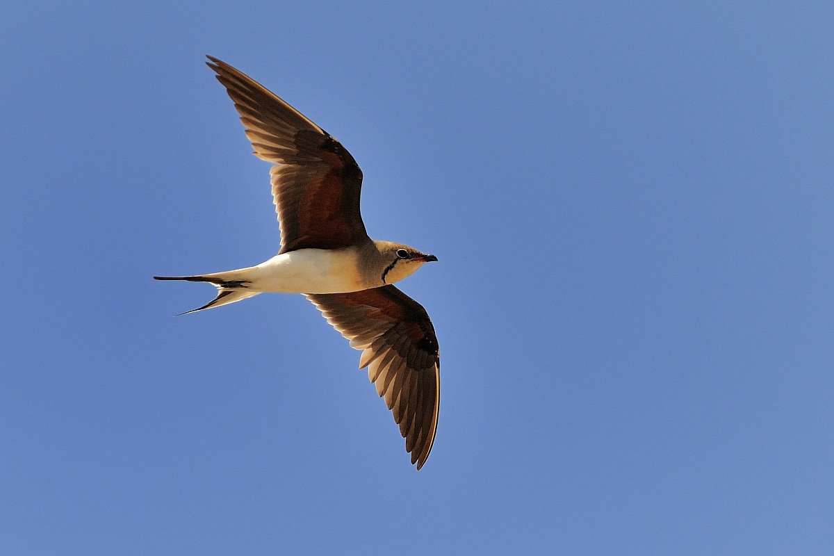 Pernice di mare-Glareola pratincola