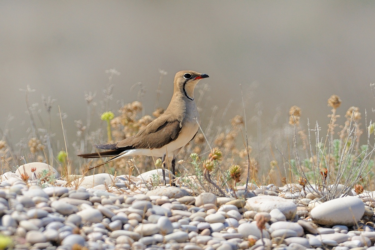 Pratincole-Glareola pratinicola