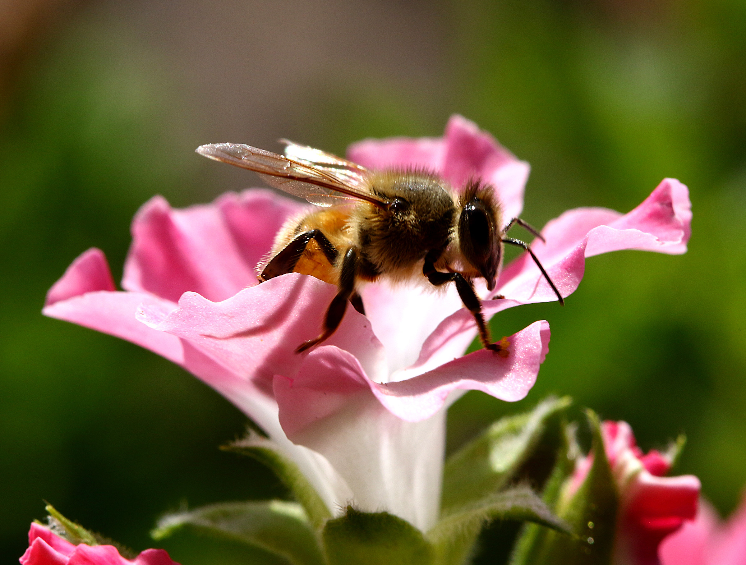 Bee on pink flower.