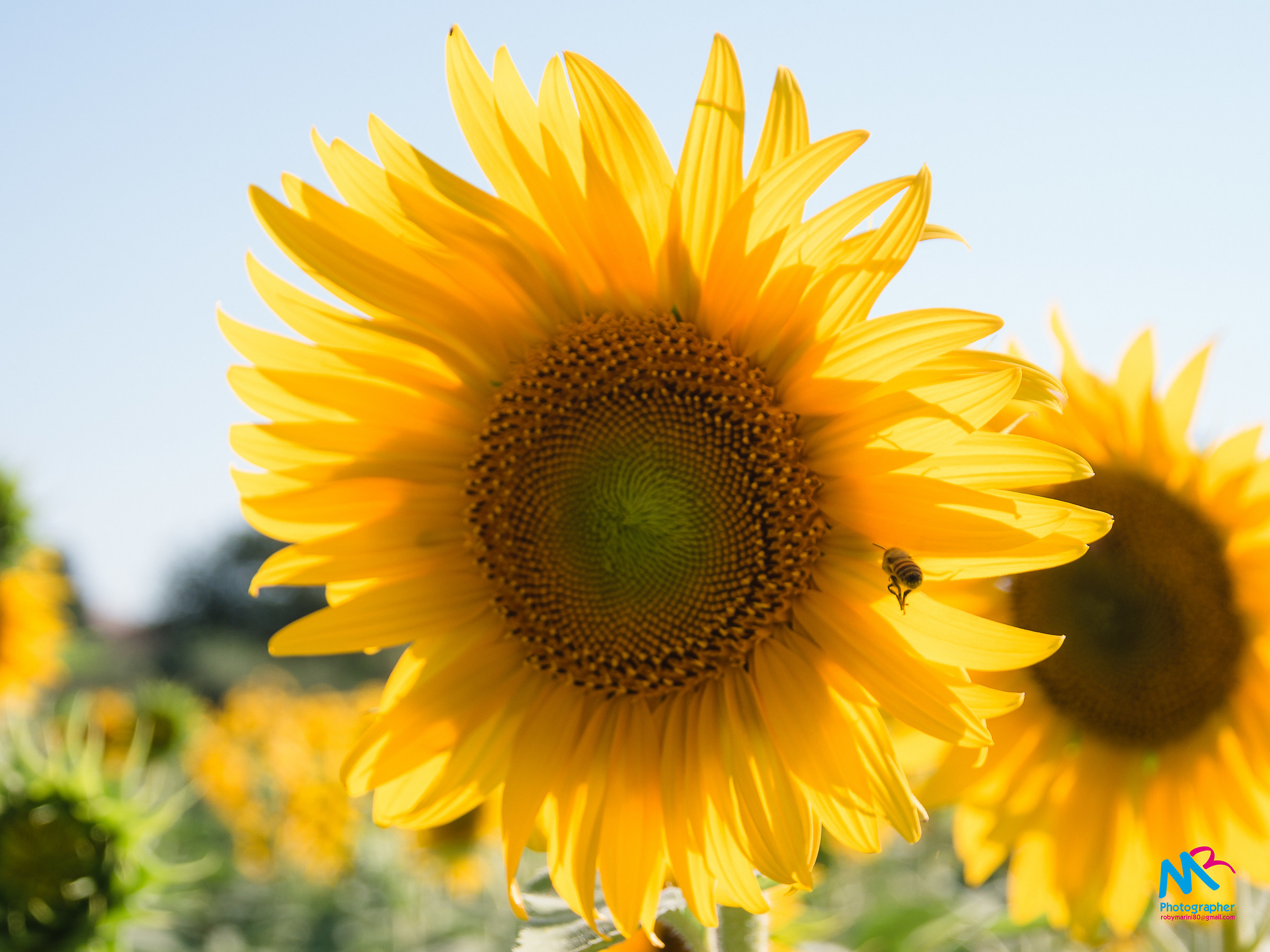 Atterraggio sul girasole