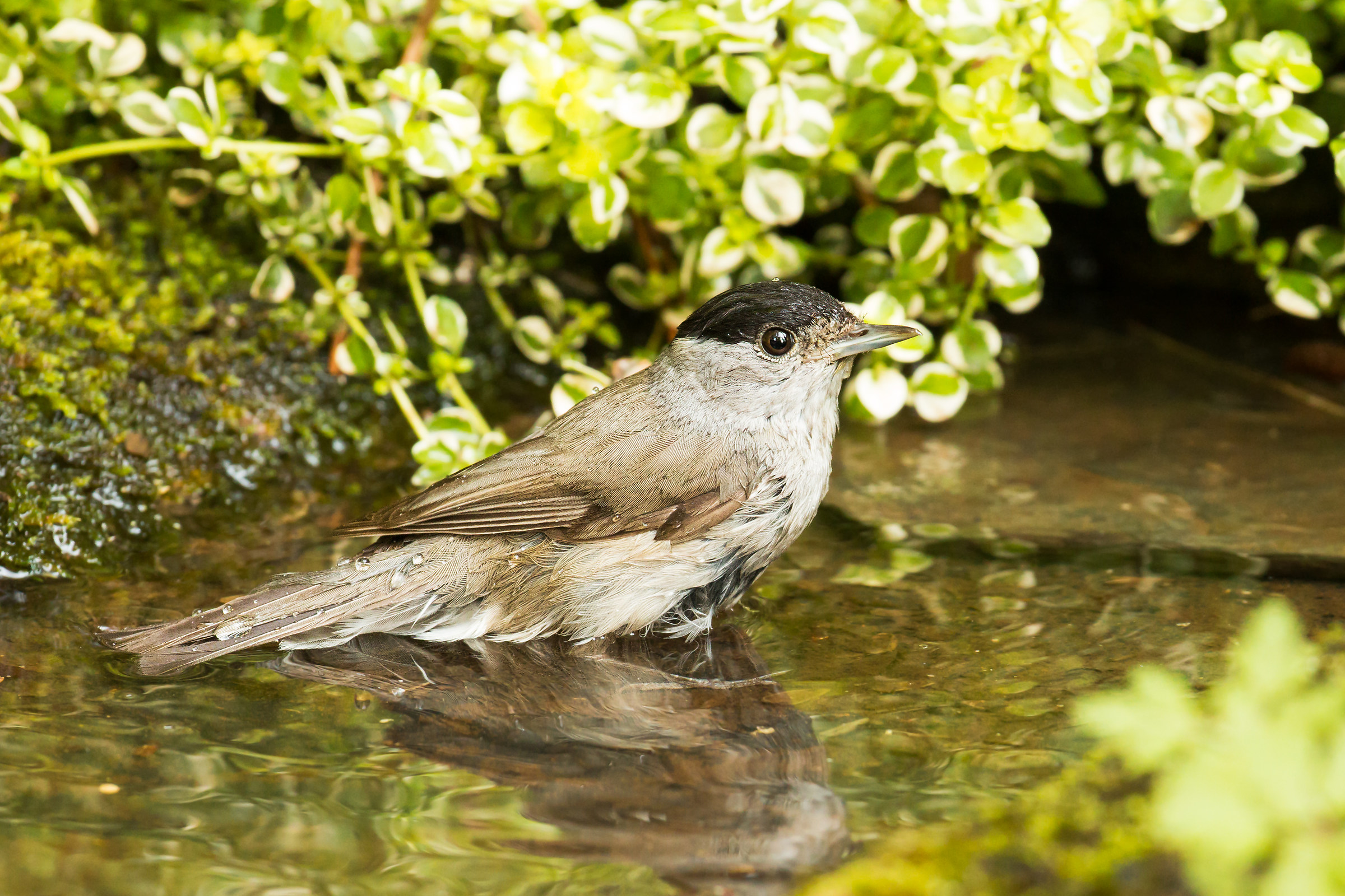 the bath of blackcap