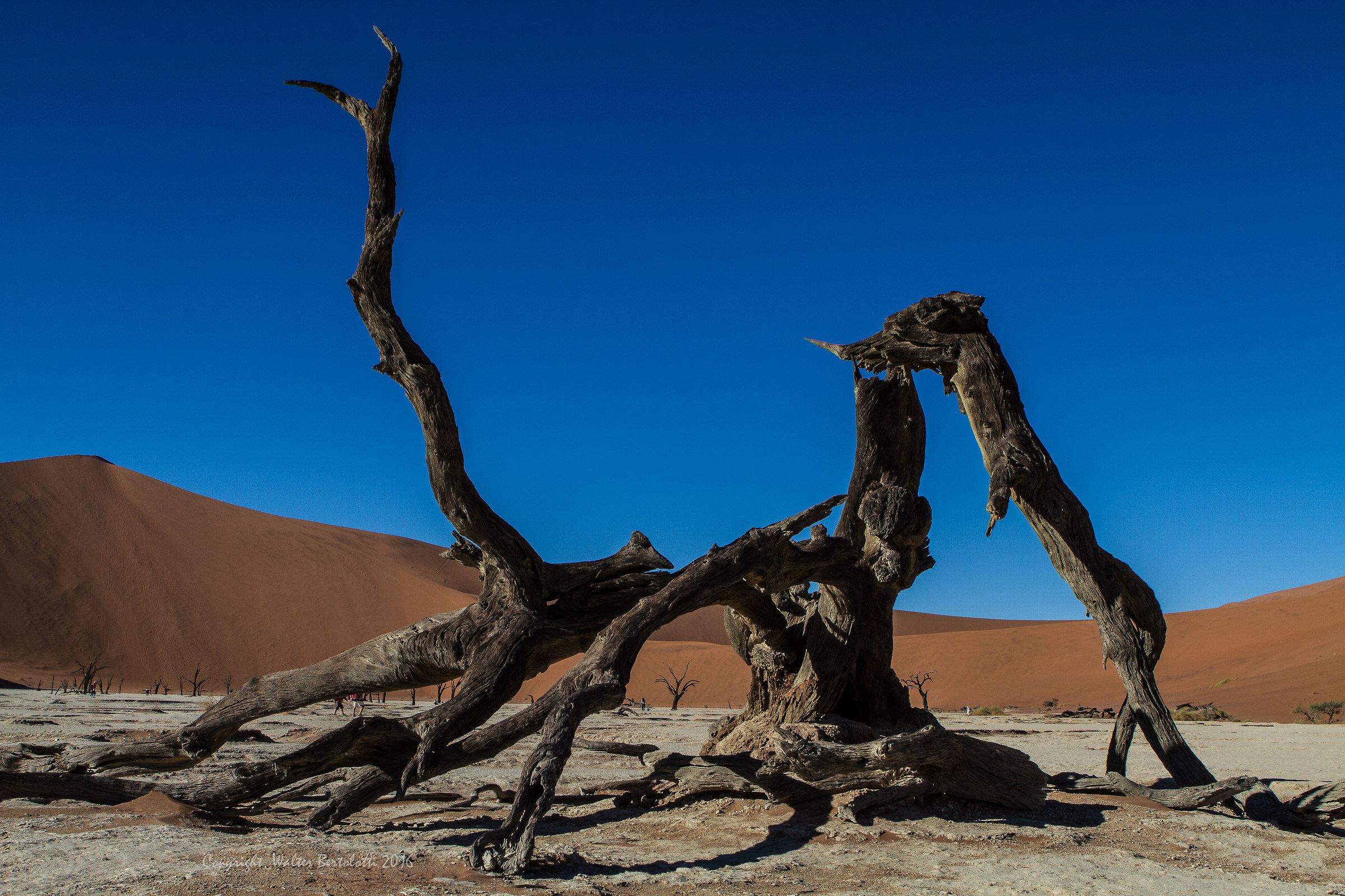Deadvlei timeless sculptures