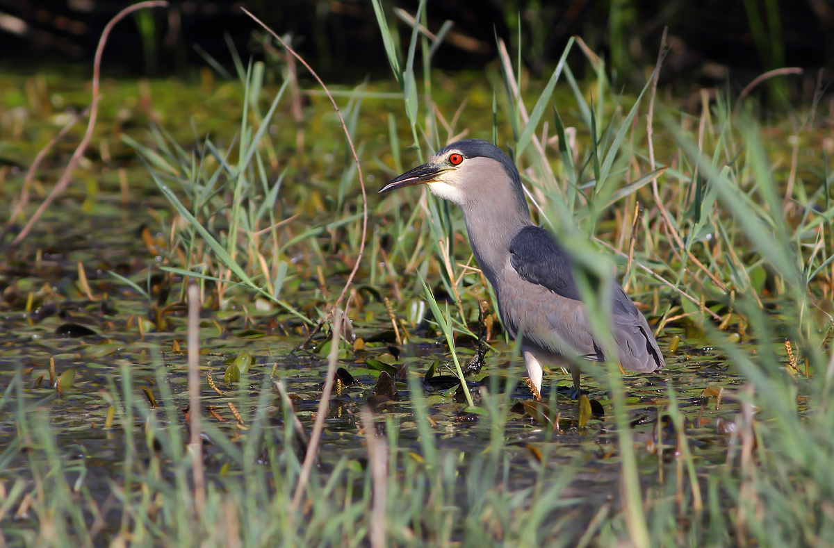 Night Heron