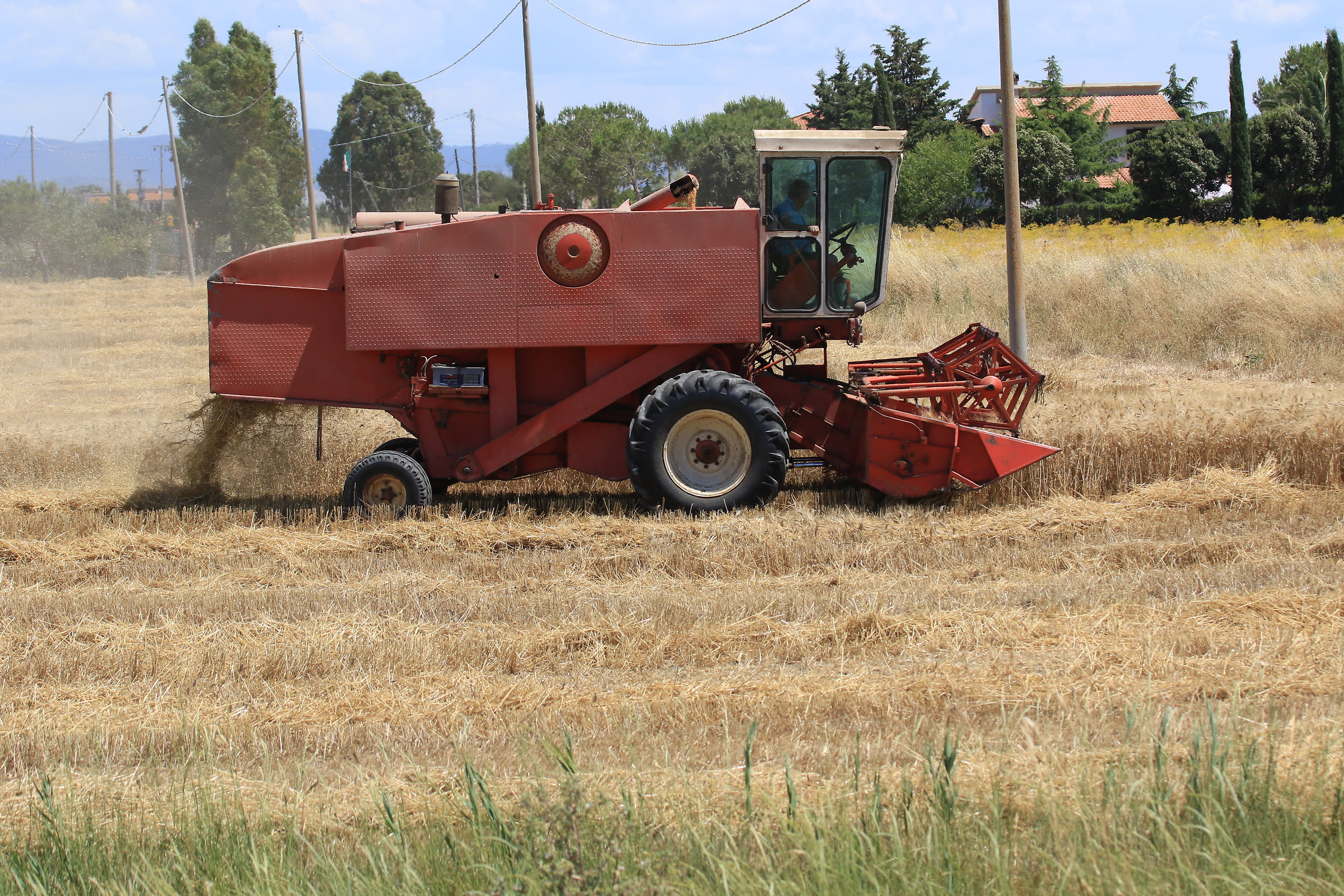 wheat Maremma