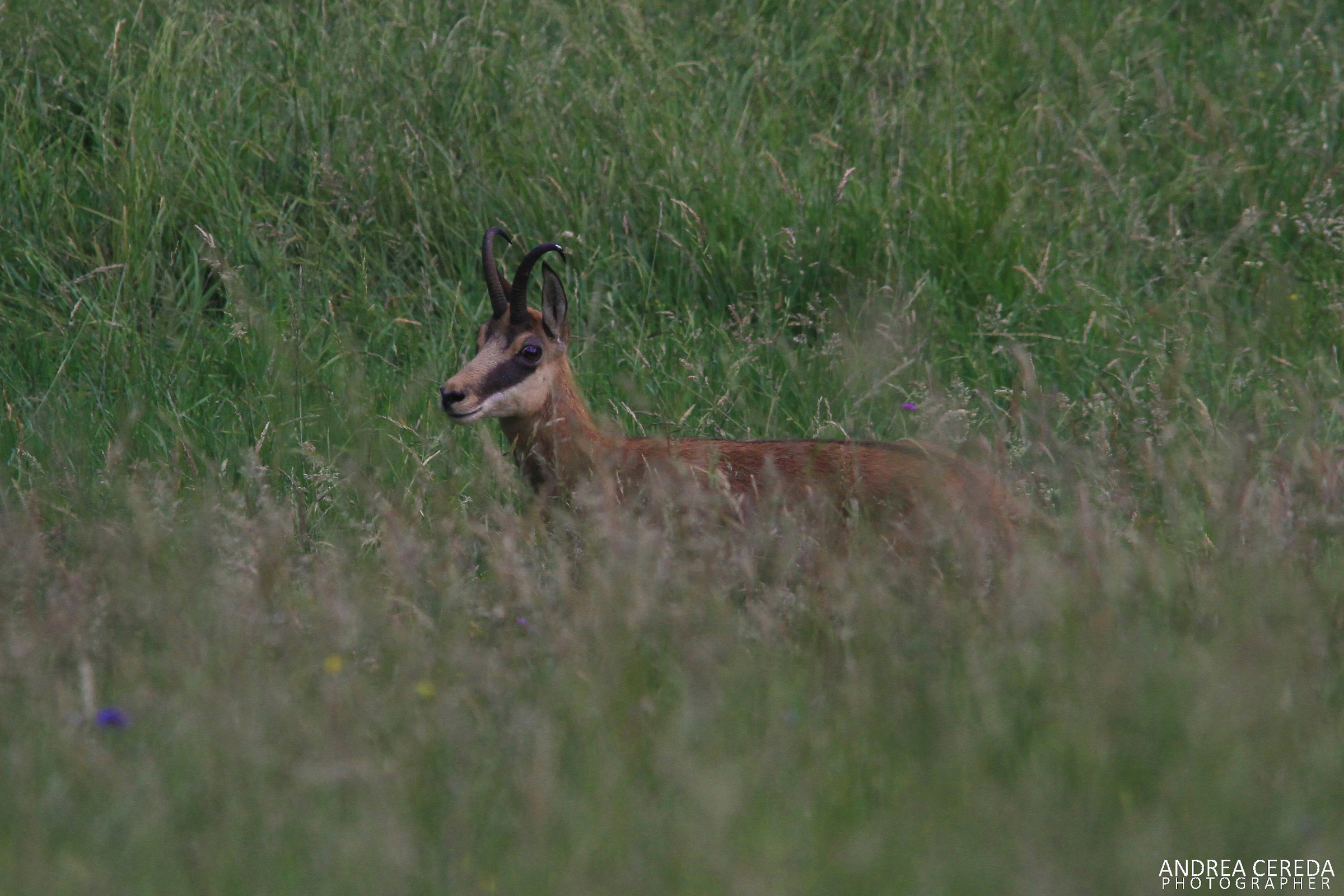 Rupicapra rupicapra - Camoscio maschio