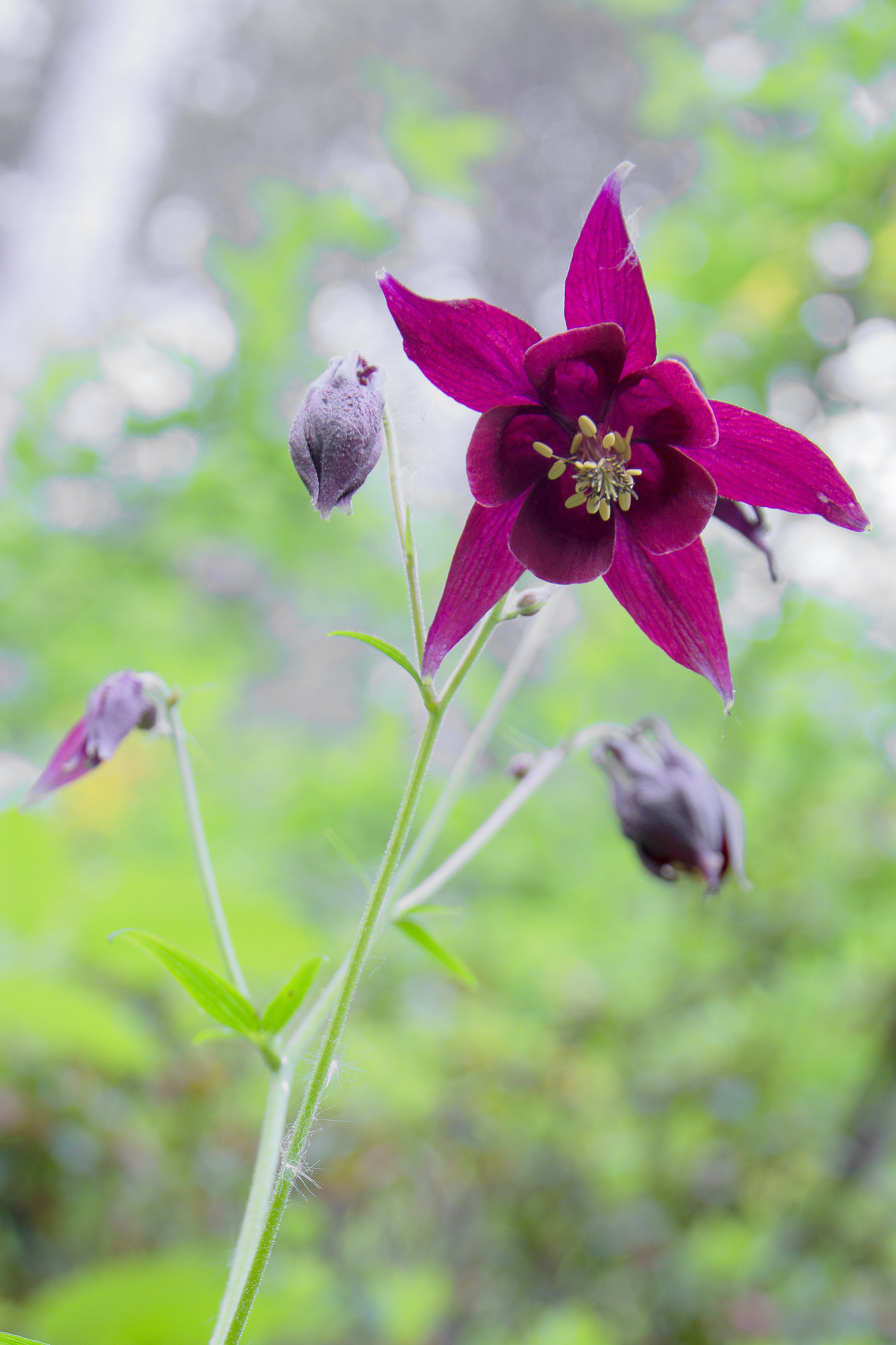 Aquilegia vulgaris