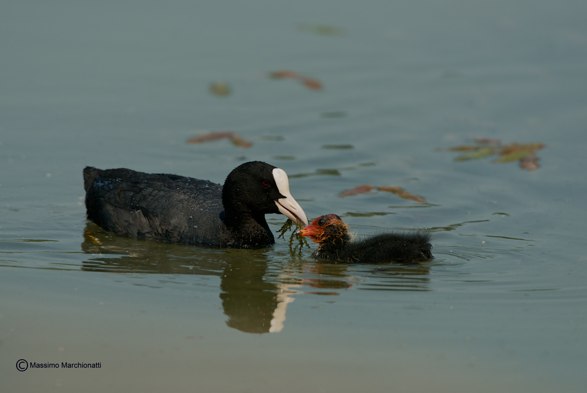 Voglio diventare grande e bello