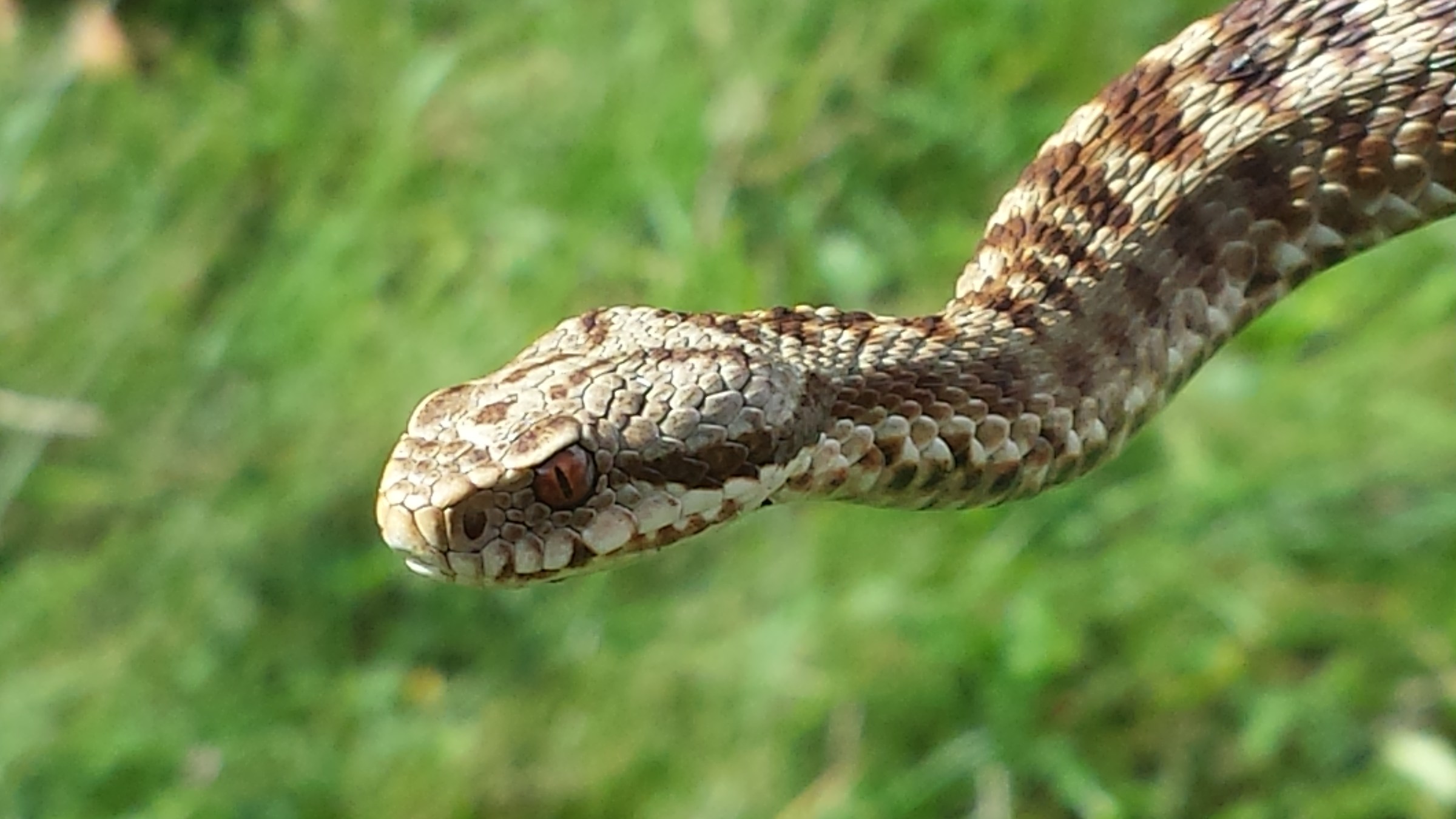 Vipera berus femmina ( 2014 ) scattata col cellulare