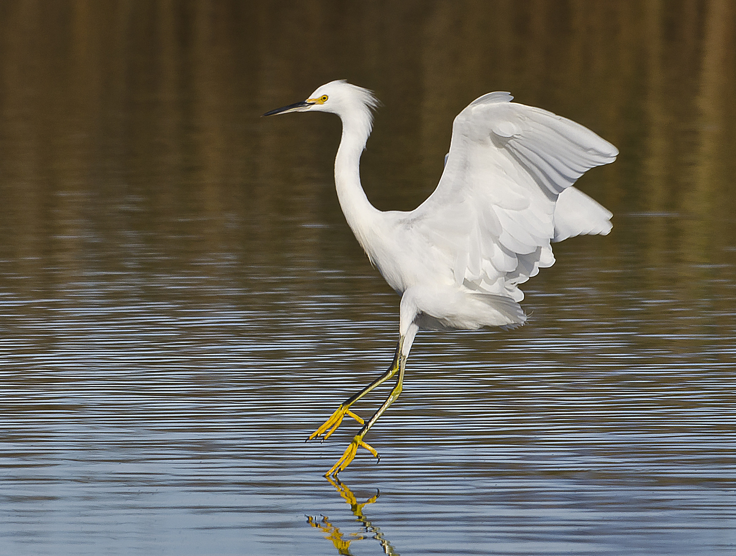 garcita blanca (egretta thula)
