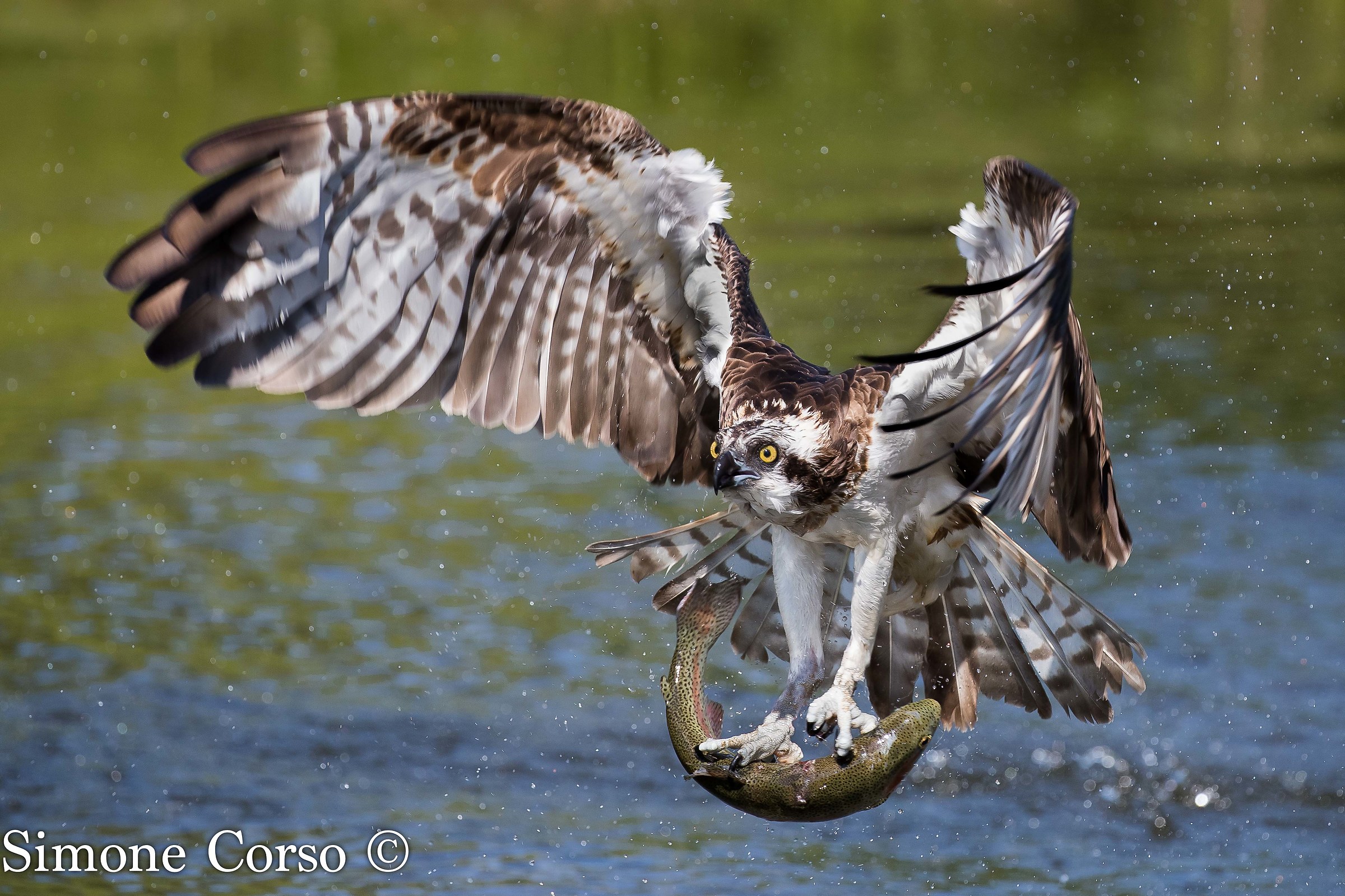 Falco Pescatore e la sua preda