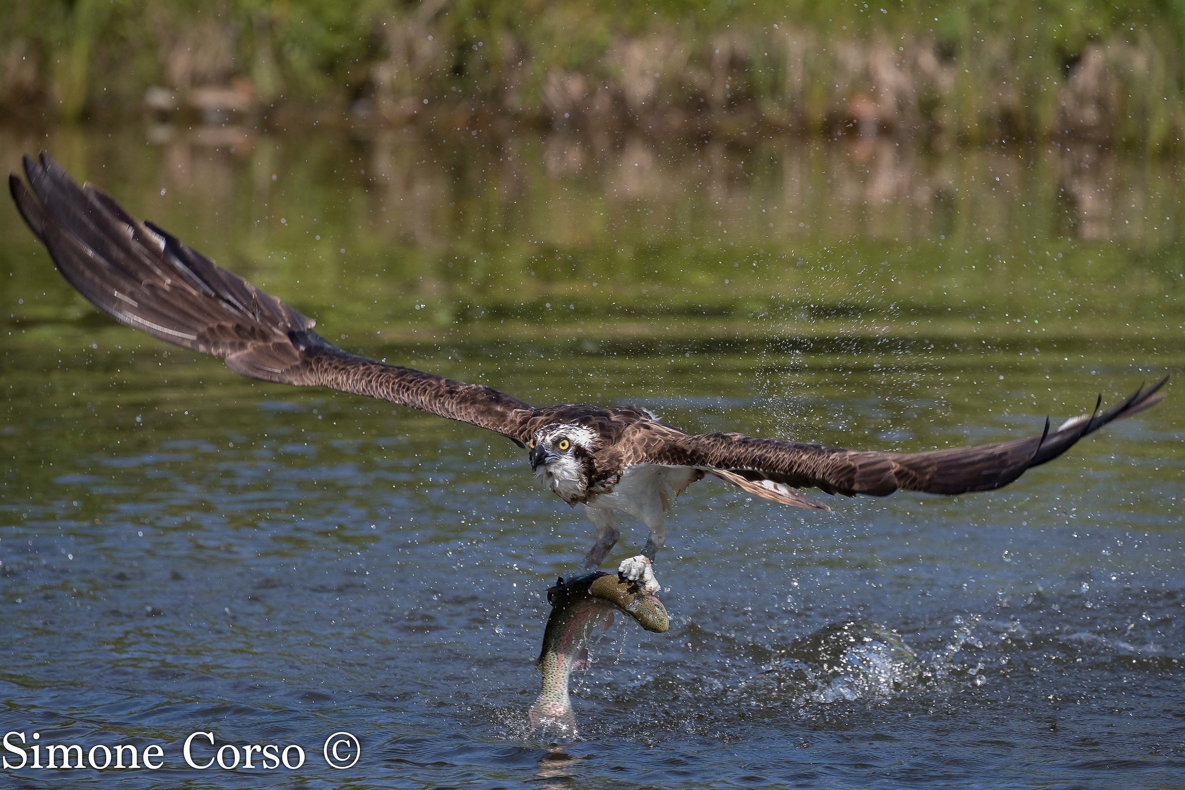 Falco Pescatore in decollo