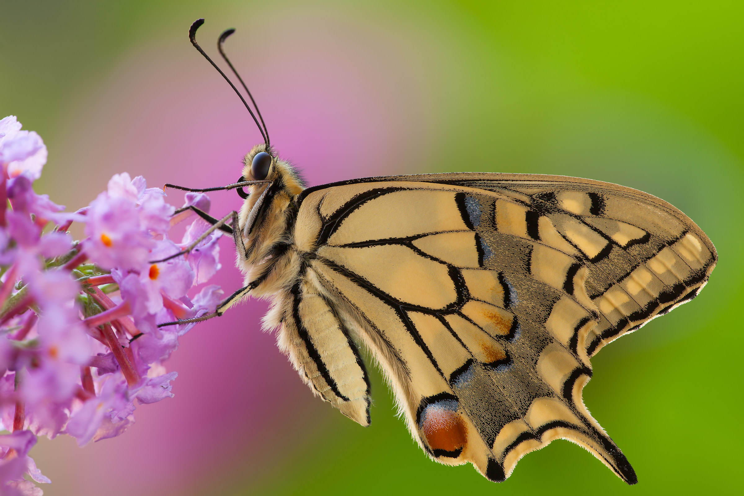 swallowtail