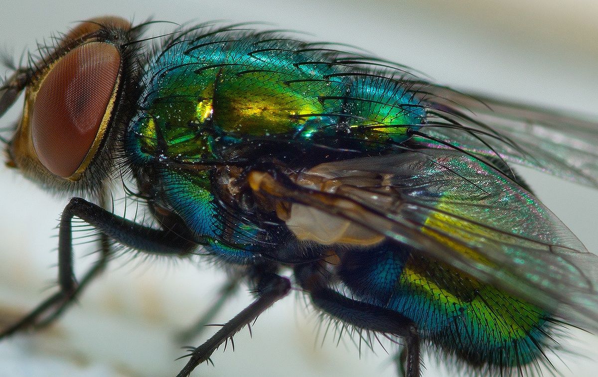 A Fly (zoomed in at 70%)