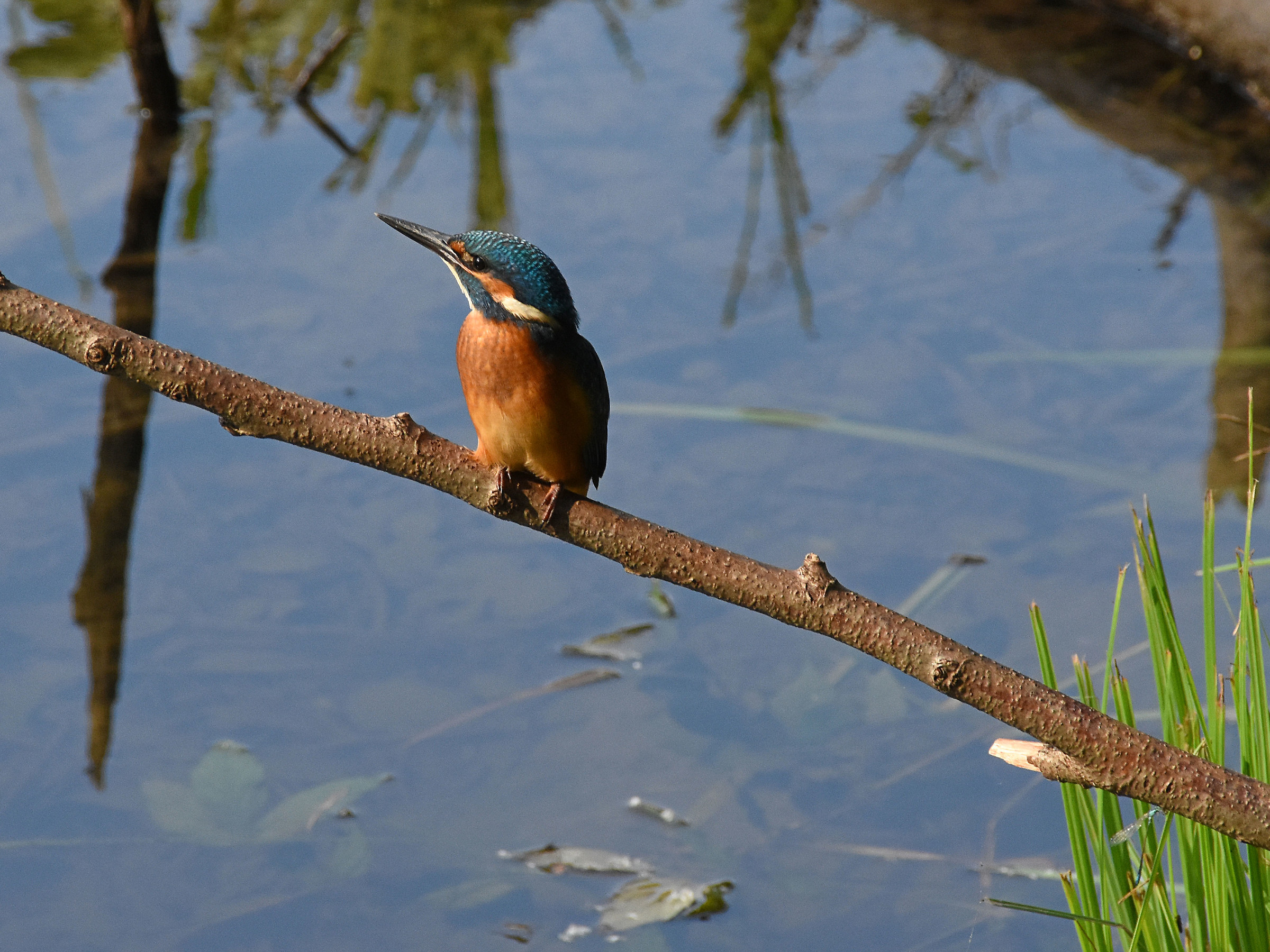 kingfisher