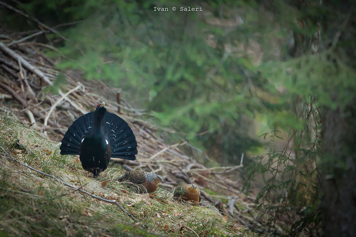 Magic Moment in the Woods 2