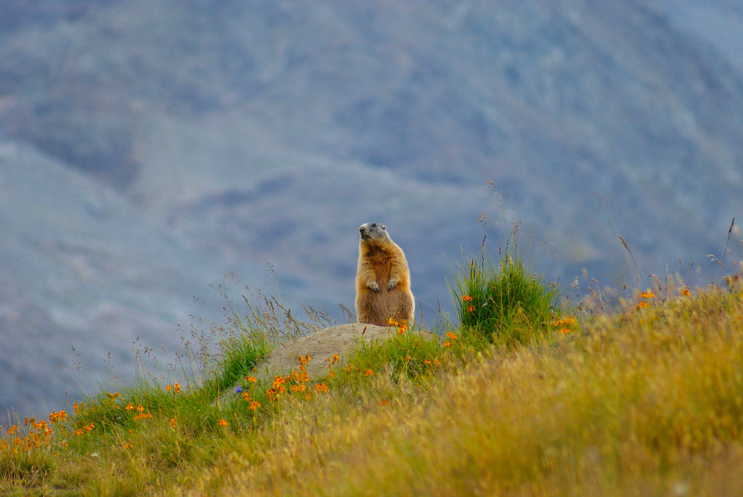 "Marmotta" (Val Martello - Italia)