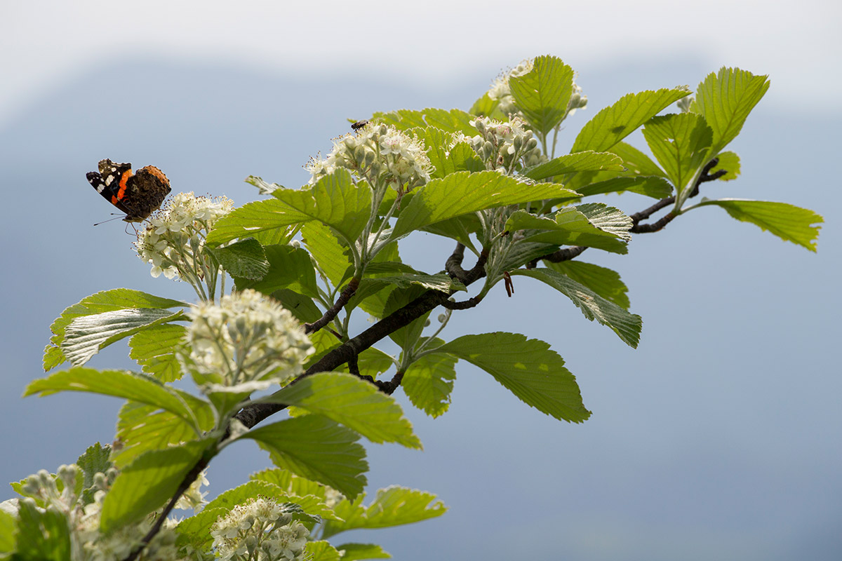 Butterfly on flowering of rowan