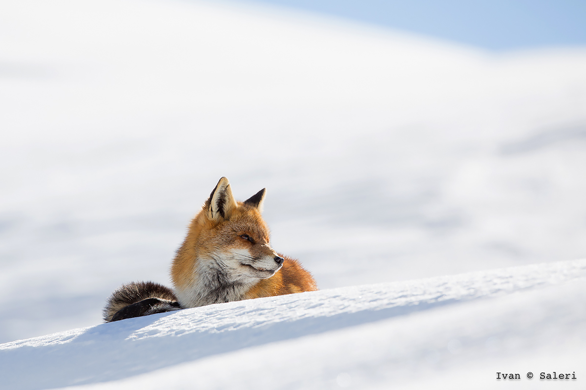 Volpe