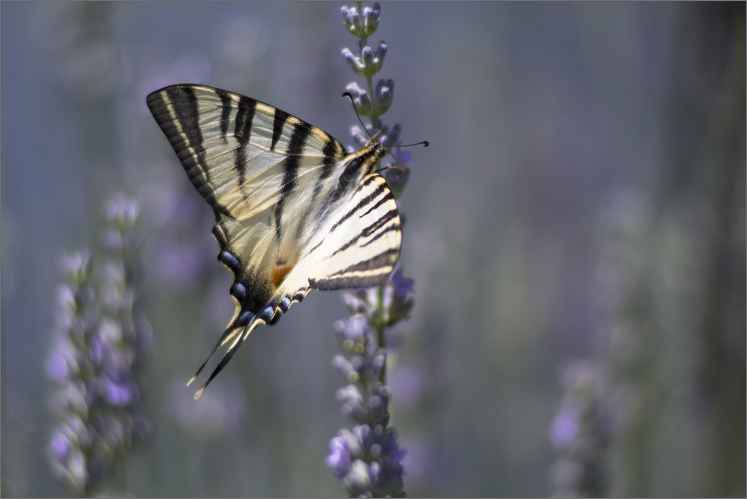 podalirio su lavanda