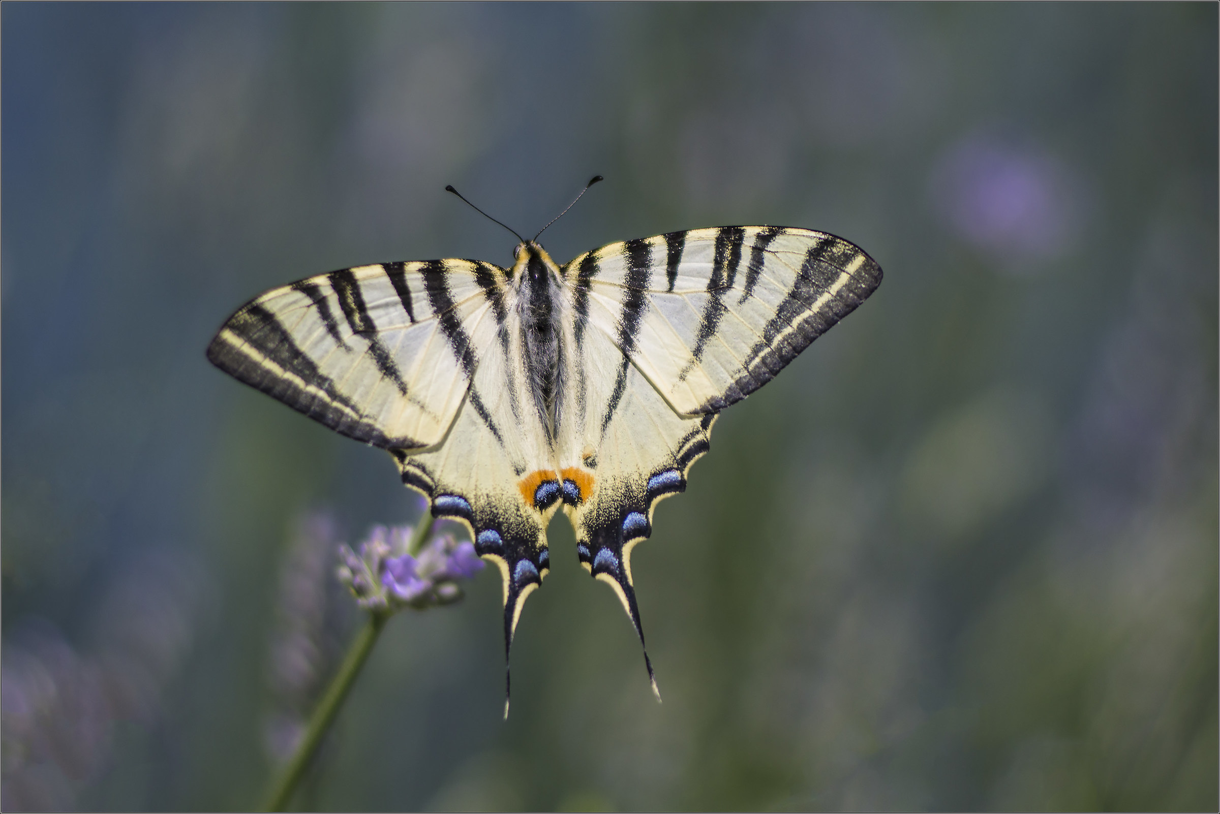 podalirio su lavanda 2